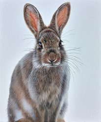 Rabbit by Gina Hawkshaw - Original Painting on Box Canvas sized 20x24 inches. Available from Whitewall Galleries